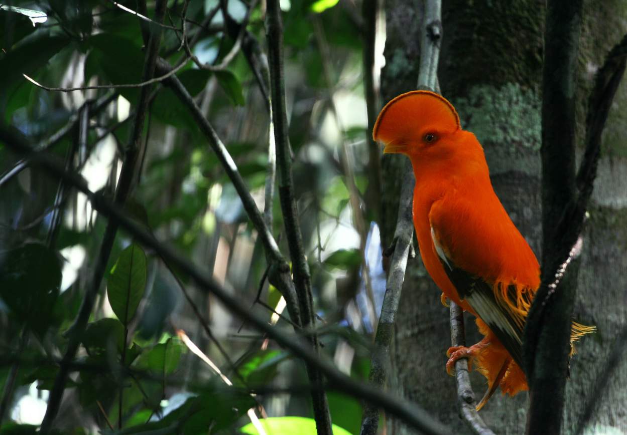 Suriname Oost-Zuid-West Rondreis  10